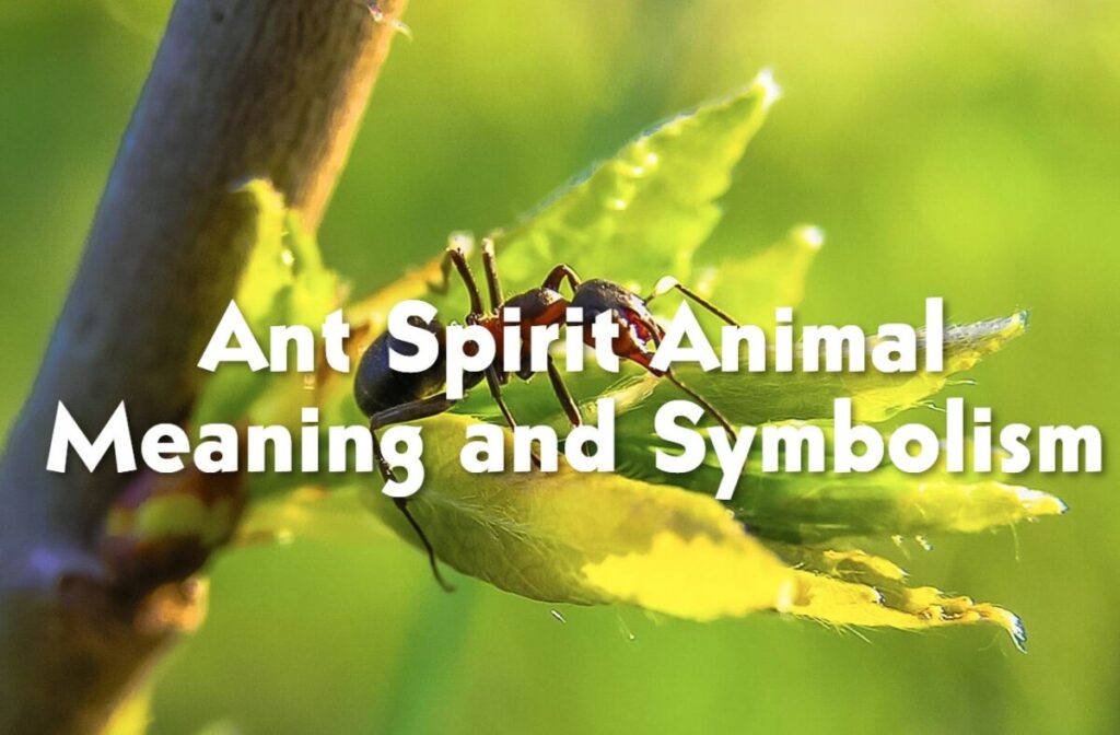 Ant Spirit Animal Meaning and Symbolism