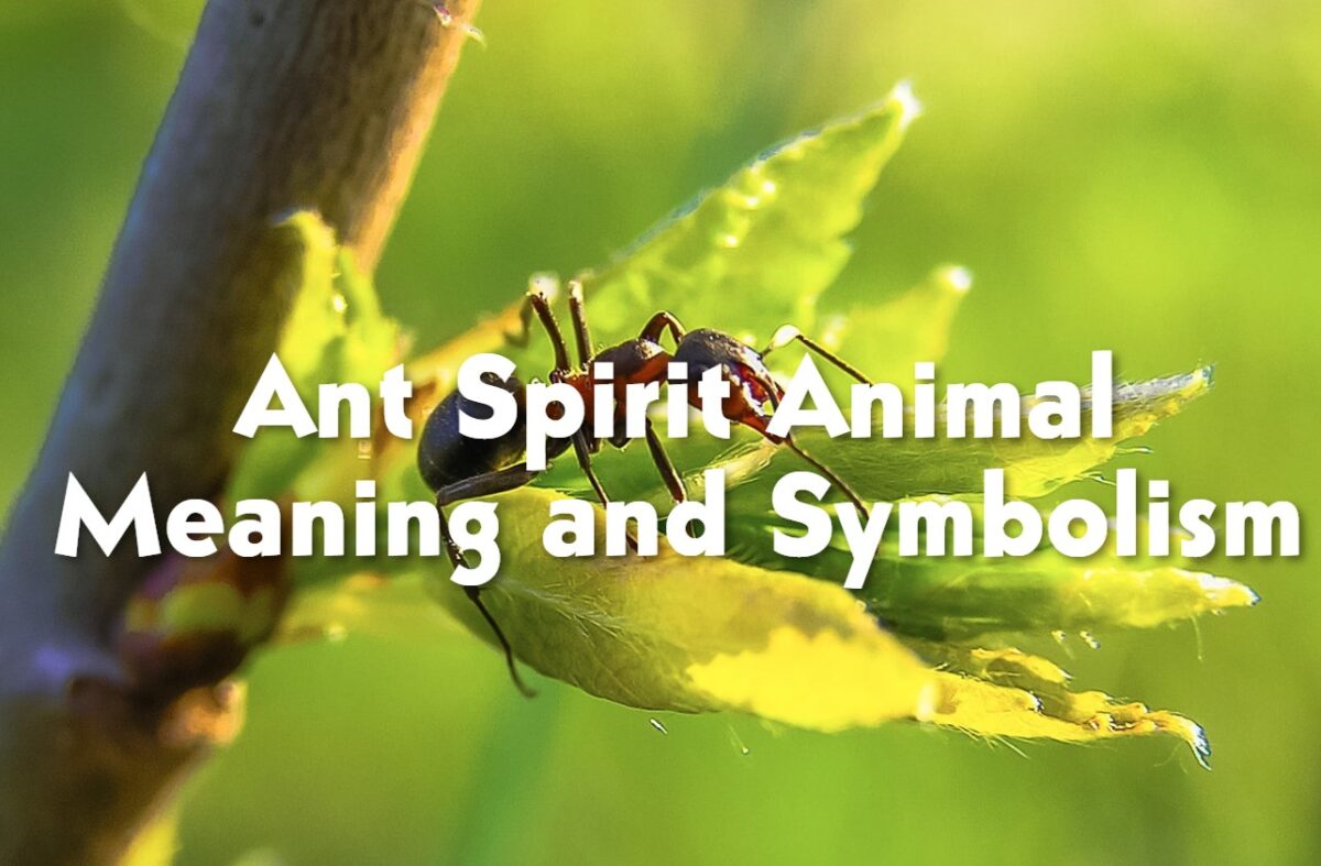 Ant Spirit Animal Meaning and Symbolism - Spirit Animal Encyclopedia