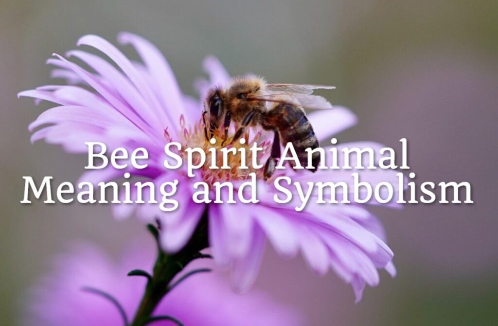 Bee Spirit Animal Meaning and Symbolism