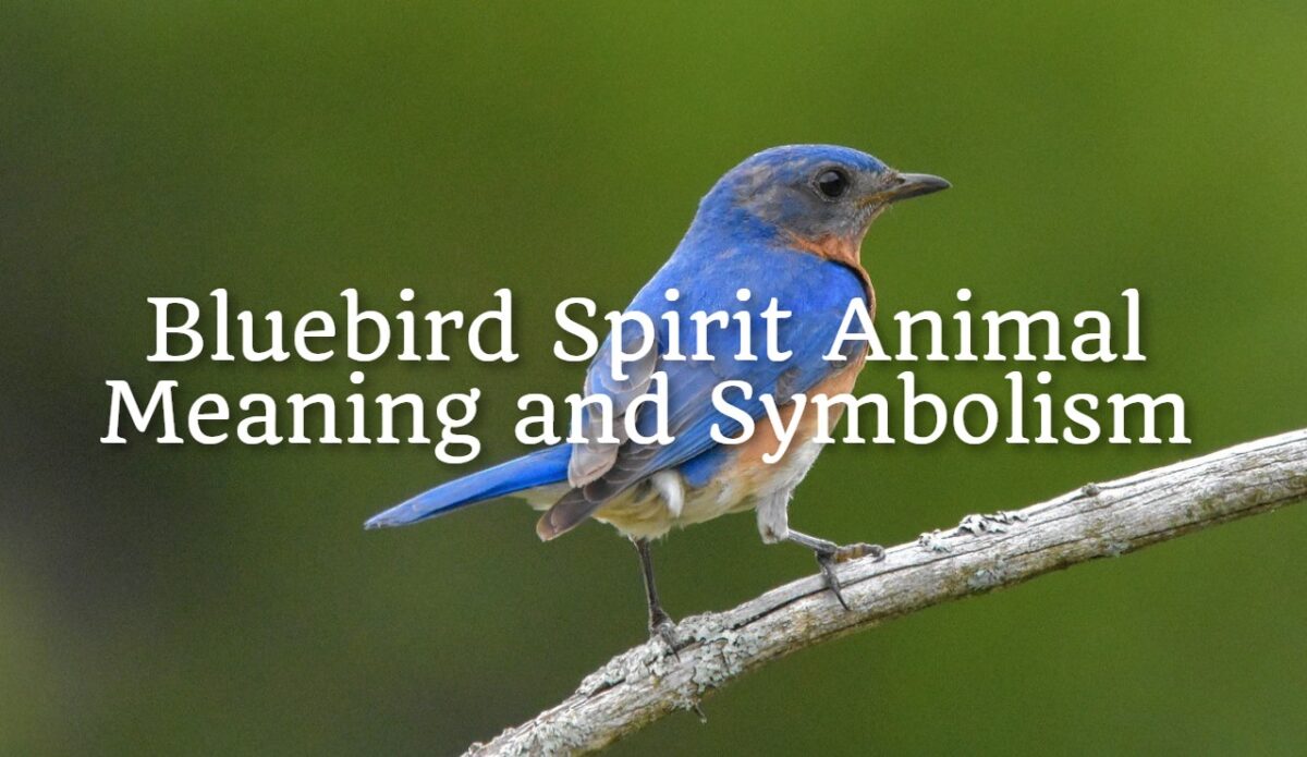 Bluebird Spirit Animal Meaning and Symbolism - Spirit Animal Encyclopedia