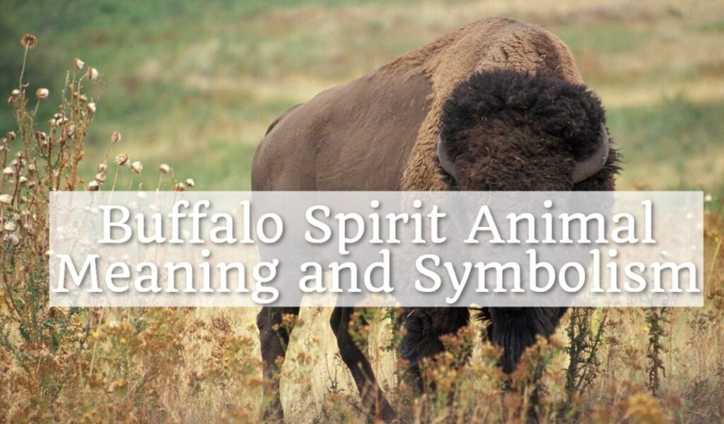 Buffalo Spirit Animal Meaning and Symbolism