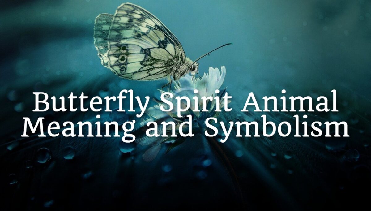 Butterfly Spirit Animal Meaning and Symbolism - Spirit Animal Encyclopedia