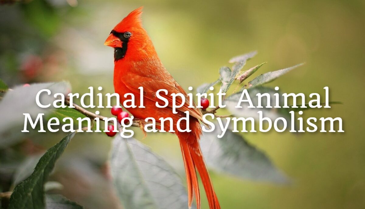 Cardinal Spirit Animal Meaning and Symbolism - Spirit Animal Encyclopedia