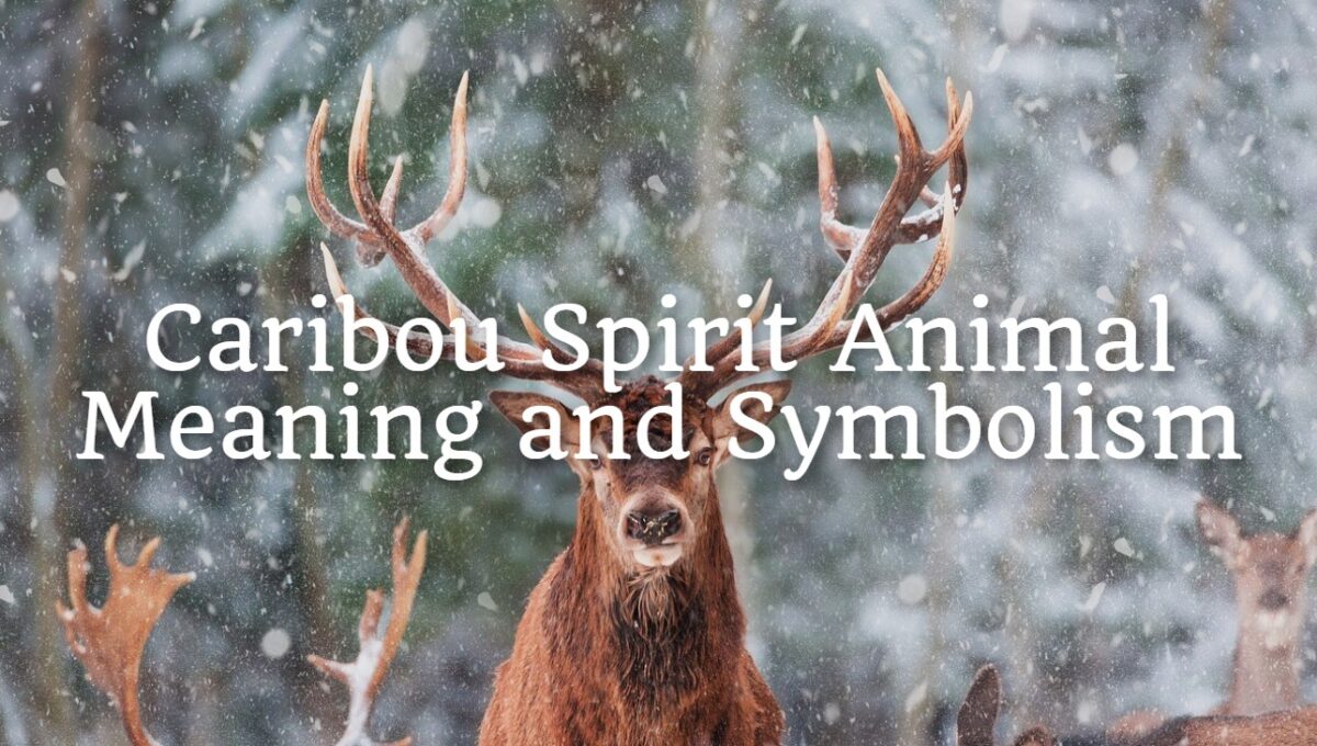 Caribou Spirit Animal Meaning and Symbolism - Spirit Animal Encyclopedia