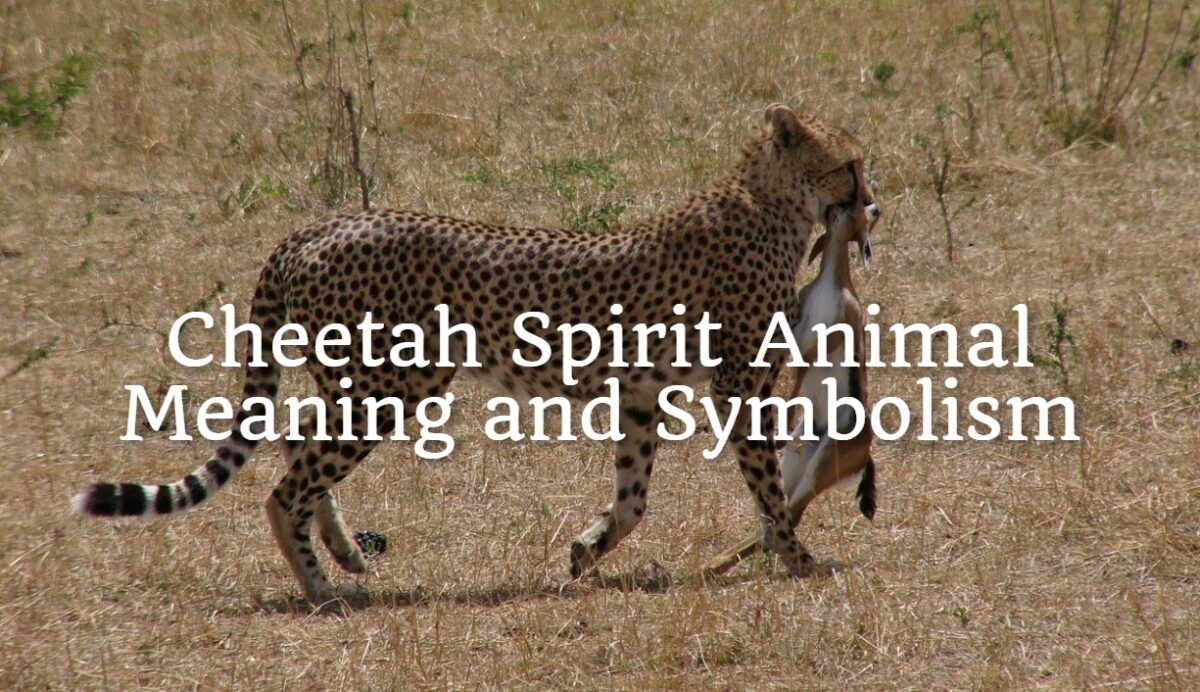 cheetah-spirit-animal-meaning-and-symbolism-spirit-animal-encyclopedia