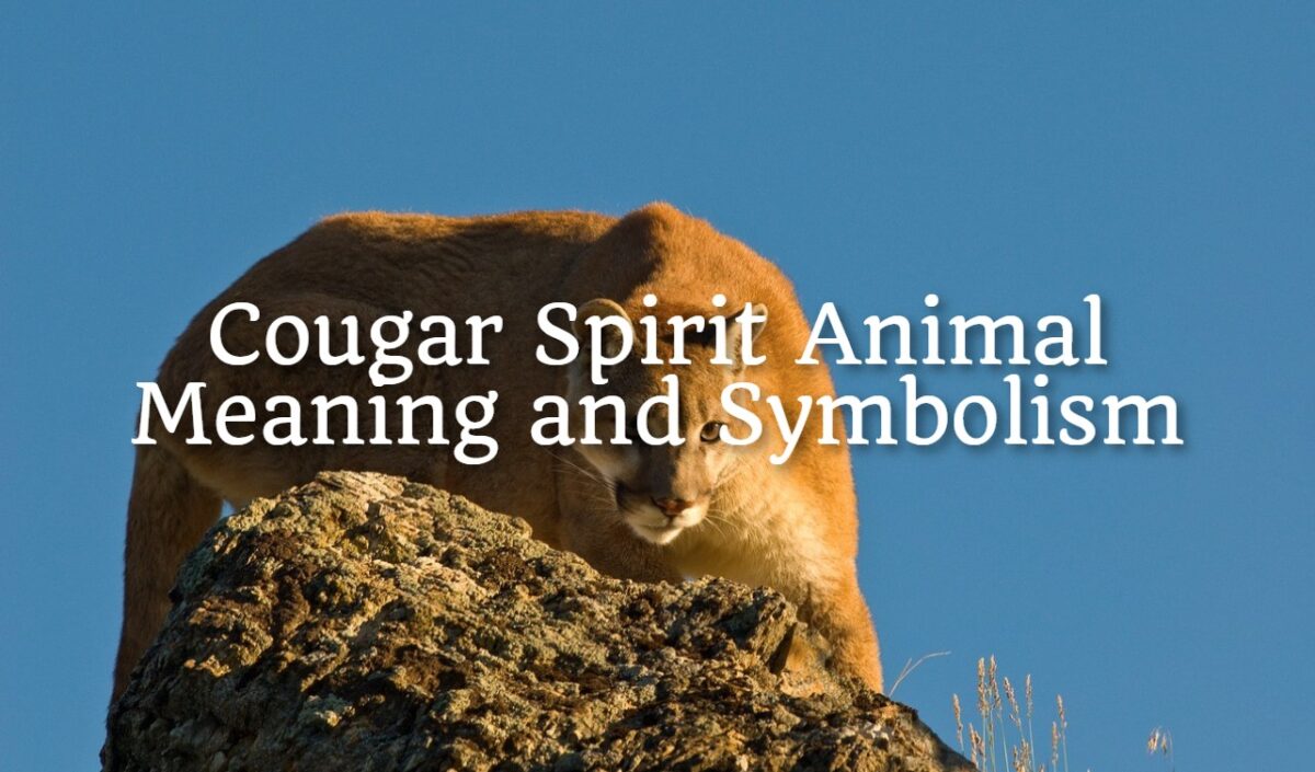 Cougar Spirit Animal Meaning and Symbolism - Spirit Animal Encyclopedia