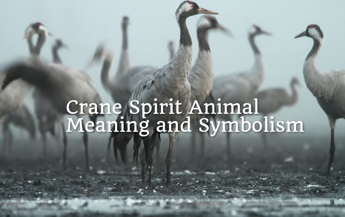 Crane Spirit Animal Meaning and Symbolism - Spirit Animal Encyclopedia