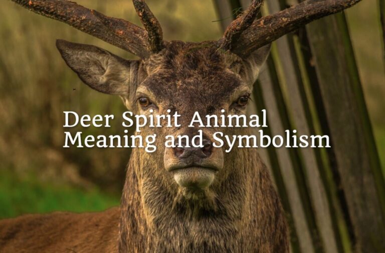 Deer Spirit Animal Meaning and Symbolism - Spirit Animal Encyclopedia