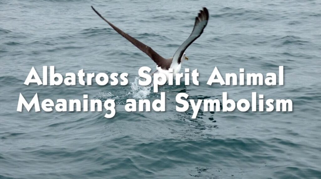 Albatross Spirit Animal Meaning and Symbolism