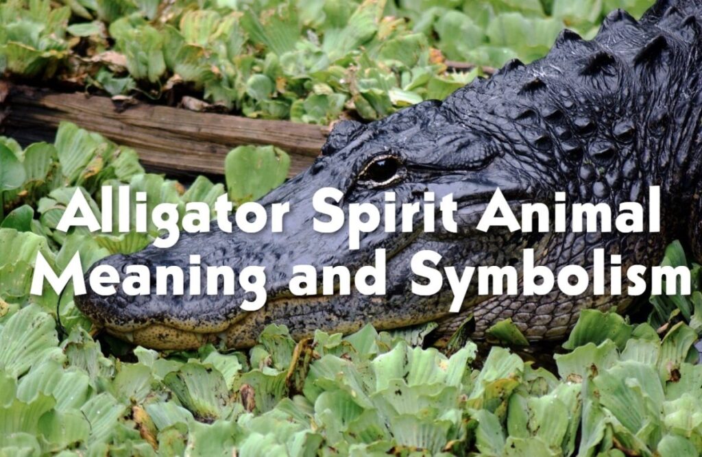 Alligator Spirit Animal Meaning and Symbolism