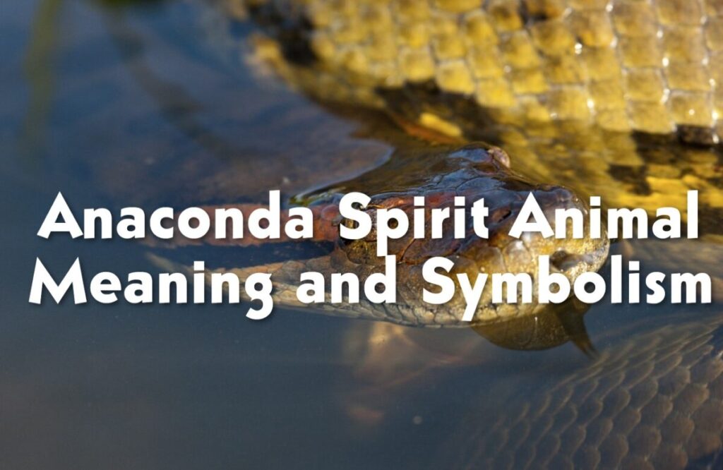 Anaconda Spirit Animal Meaning and Symbolism
