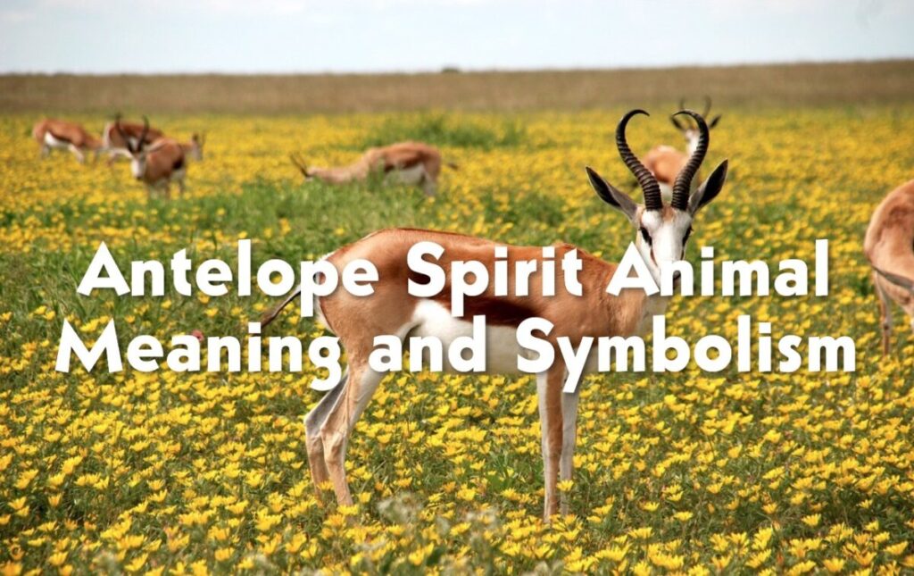 Antelope Spirit Animal Meaning and Symbolism