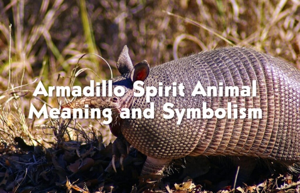 Armadillo Spirit Animal Meaning and Symbolism