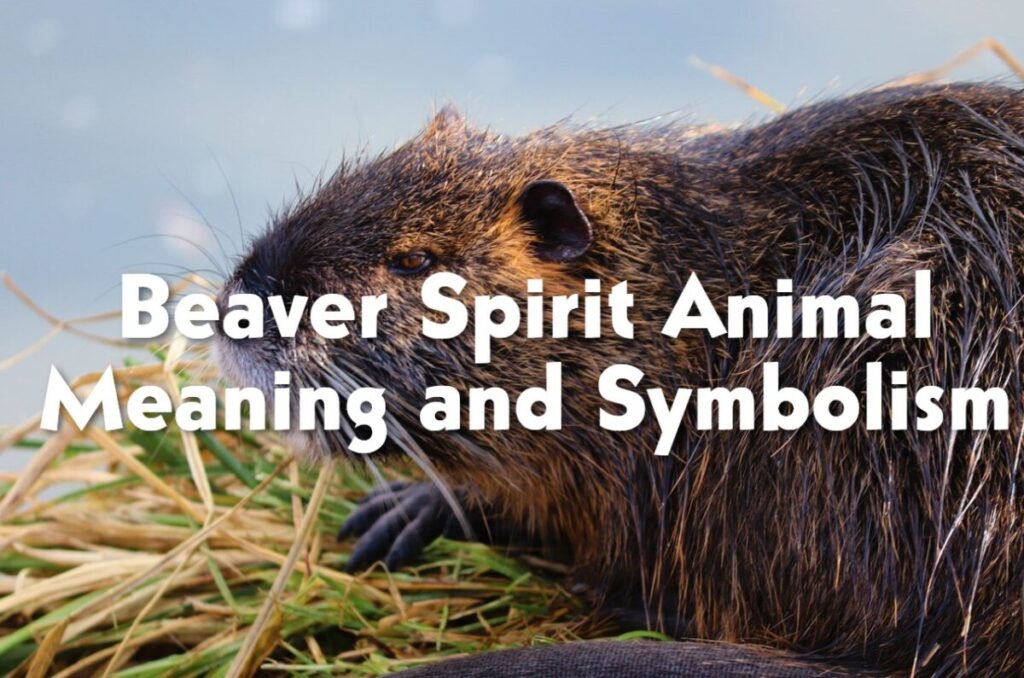 Beaver Spirit Animal Meaning and Symbolism